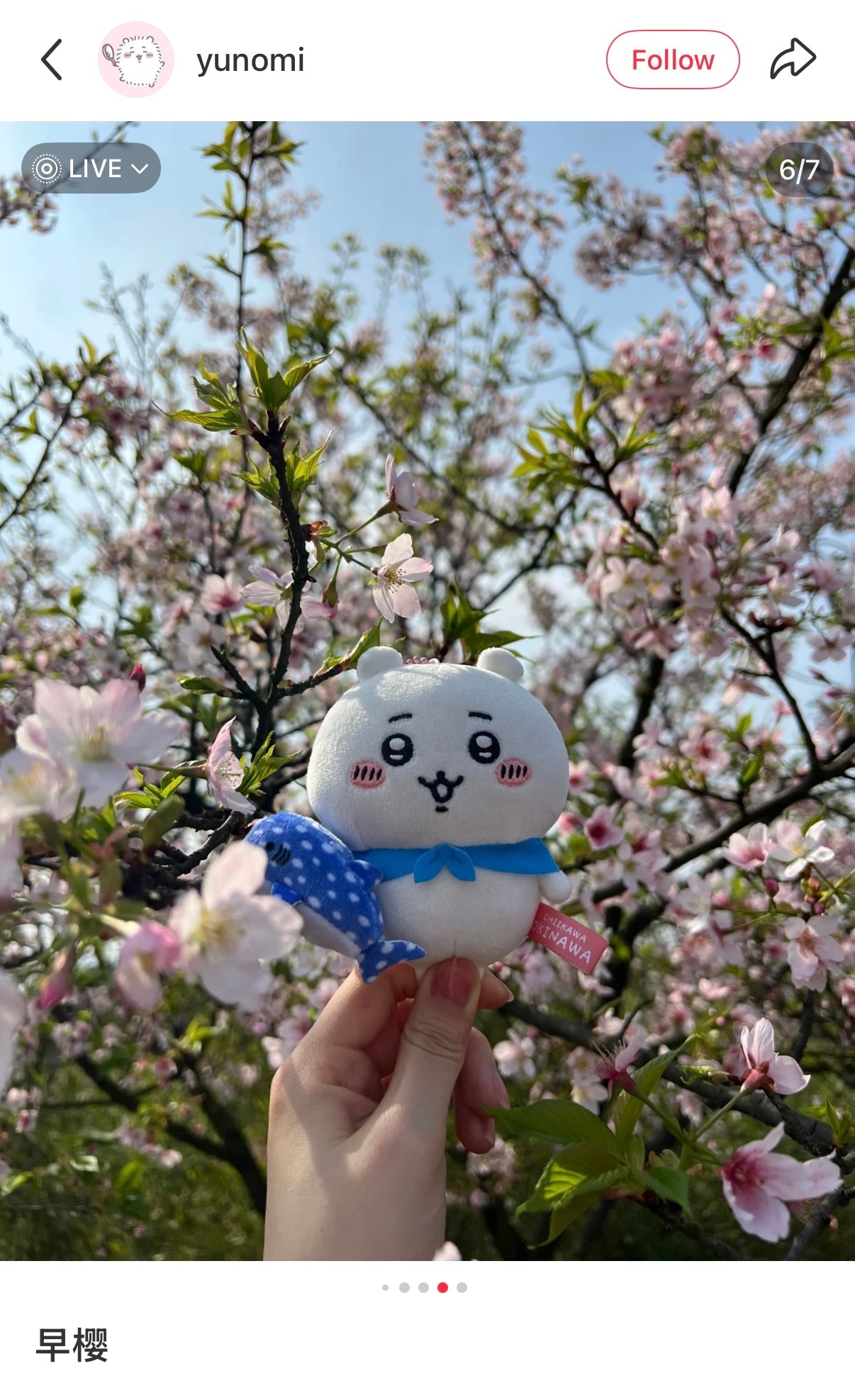 CHIIKAWA | Chiikawa Mascot Holder Plush Keychain Bag Charm 10cm Approx. (Okinawa Limited)
