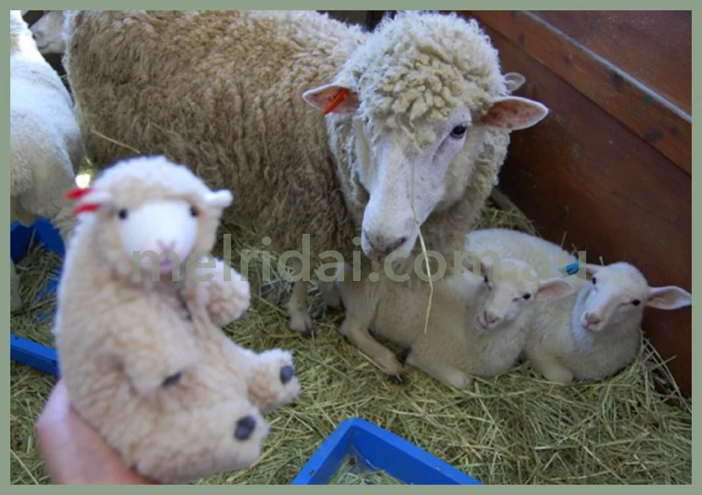 Felissimo 16.5*9*12Cm