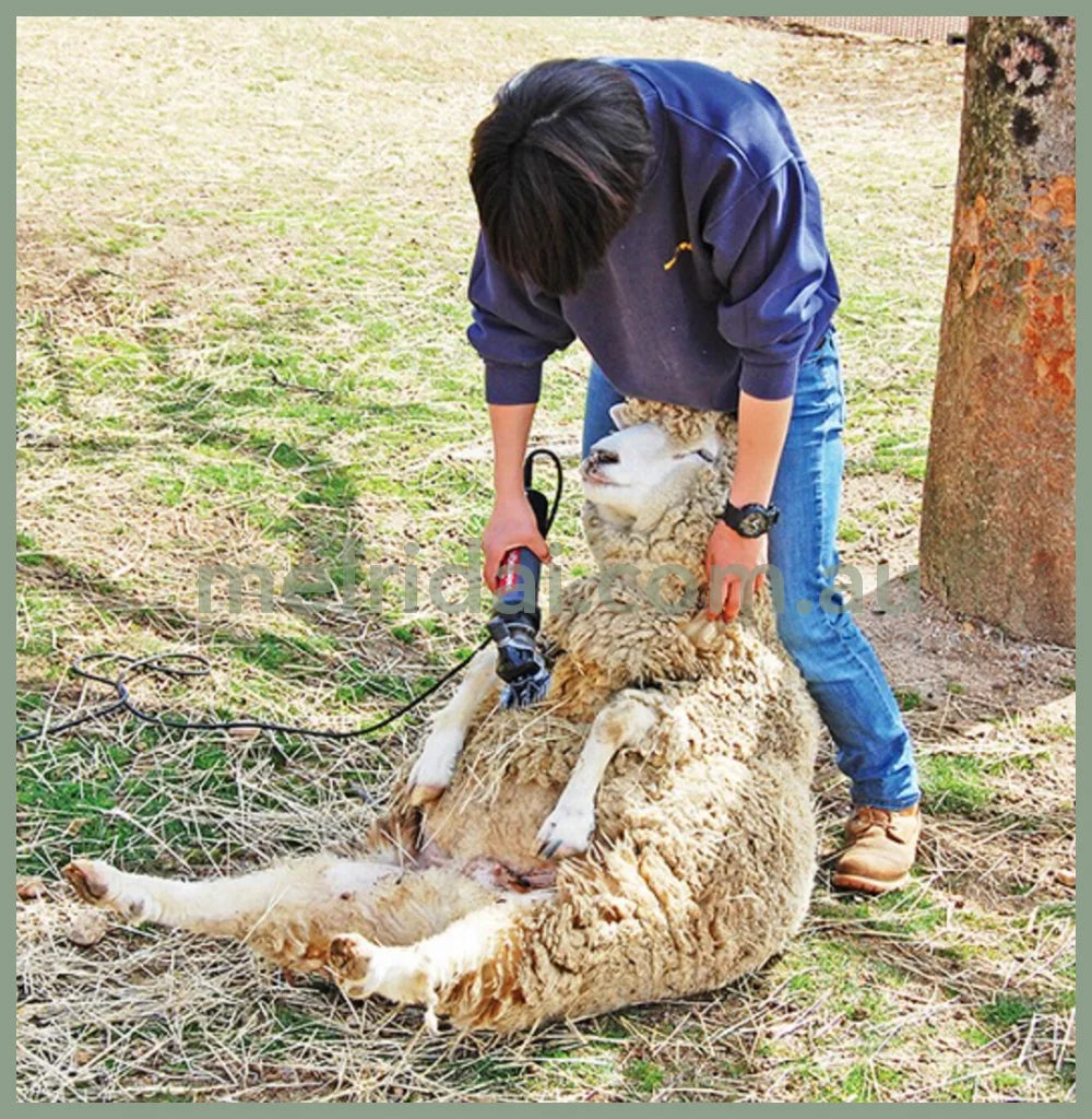 Felissimo 16.5*9*12Cm