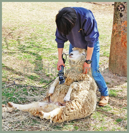 Felissimo 16.5*9*12Cm