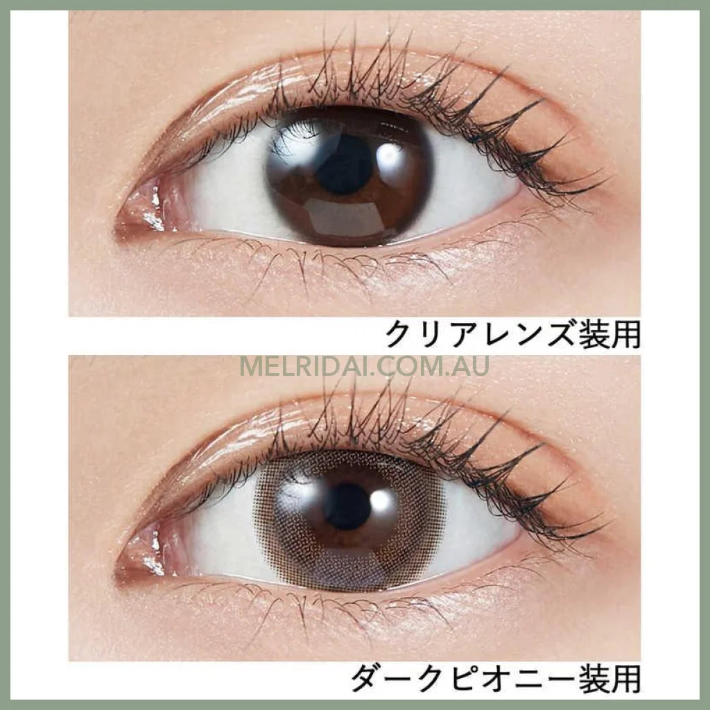 Molak 10Pcs Dark Peony -5.00