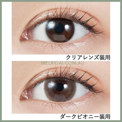 Molak 10Pcs Dark Peony -5.00