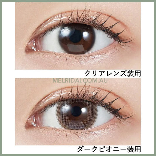 Molak 10Pcs Dark Peony -5.00