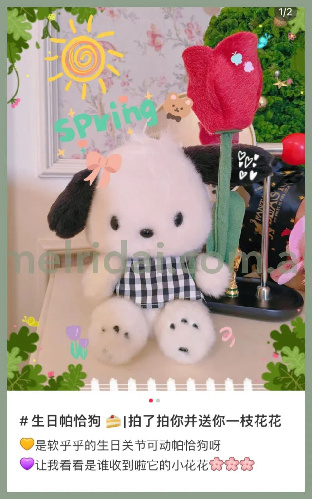 Sanriopochacco Posing Plush Doll Plaid 23 X 18 12Cm //