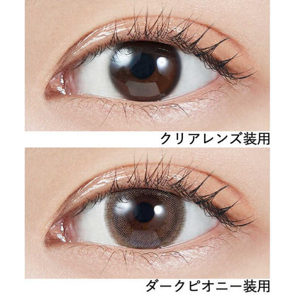 Molak 10Pcs Dark Peony -5.00