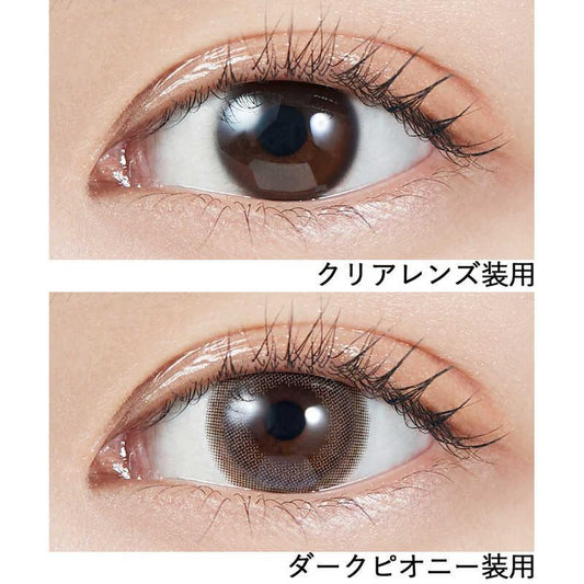 Molak 10Pcs Dark Peony -5.00